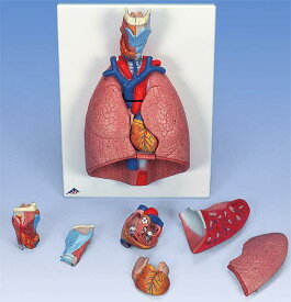 【送料無料】【無料健康相談 対象製品】3B社　心肺模型 肺実物大・7分解デラックスモデル (g15) 人体模型