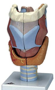 �y���������z�y�������N���k�t�z3B�Ё@�A���͌^�@�A��2�{��E7�����f���b�N�X���f�� (g21) �l�̖͌^