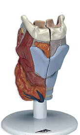 【送料無料】3B社　喉頭模型　喉頭2分解モデル実物大 (g22) 人体模型