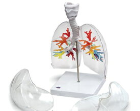 【送料無料】【無料健康相談 対象製品】3B社　気管支模型　気管支樹CTモデル肺・喉頭部付き　（g23-1) 人体模型