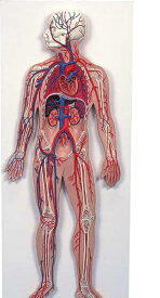 【送料無料】【無料健康相談 対象製品】3B社　血管系の模型　血管系、1/2倍大モデル　（g30) 人体模型
