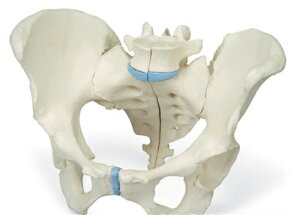 【送料無料】【無料健康相談 対象製品】3B社　生殖器・骨盤模型　女性骨盤3分解モデル　(h20-1） 人体模型