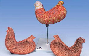 �y���������z�y�������N���k�t�z3B�Ё@������n�͌^�@��2�������f�� (k15) �l�̖͌^