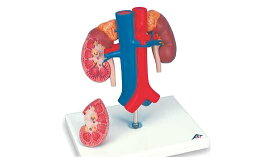 【送料無料】【無料健康相談 対象製品】3B社　腎臓模型　腎臓と大動・静脈モデル　（k22-1） 人体模型