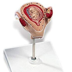 �y���������z�y�������N���k �Ώې��i�z3B�Ё@�D�P�E�َ��͌^�@�D�P2�����̎q�{���f���@�il10-2) �l�̖͌^