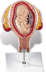 【送料無料】【無料健康相談 対象製品】3B社　妊娠・胎児模型　妊娠5ヶ月の子宮モデル(骨盤位)　（l10-5) 人体模型