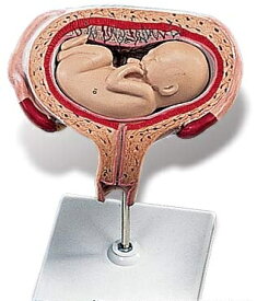【送料無料】【無料健康相談 対象製品】3B社　妊娠・胎児模型　妊娠5ヶ月の子宮モデル(横位)　（l10-6) 人体模型