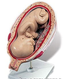 【送料無料】【無料健康相談 対象製品】3B社　妊娠・胎児模型　妊娠7ヶ月の子宮モデル(頭位)　（l10-8) 人体模型