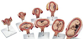 【送料無料】【無料健康相談 対象製品】3B社　妊娠・胎児模型　妊娠モデルクラシックシリーズ　（l11) 人体模型