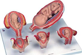 【送料無料】【無料健康相談 対象製品】3B社　妊娠・胎児模型　妊娠モデルスタンダード・シリーズ　（l11-9) 人体模型
