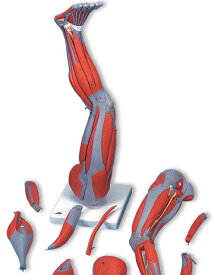 【送料無料】【無料健康相談 対象製品】3B社　筋肉解剖模型 下肢の筋肉9分解モデル (m20) 人体模型
