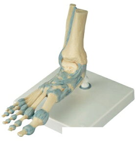 �y���������z�y�������N���k�t�z3B�Ё@���\���͌^ �@���֐ߐx�ѕt���f���iM34) �l�̖͌^