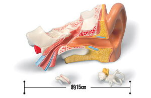 �y���������z�y�������N���k �Ώې��i�z3B�Ё@���^�l�̉�U�͌^�@M.A.���t���o�탂�f�� (mae10) �l�̖͌^