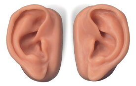【送料無料】【無料健康相談 対象製品】3B社　鍼灸シミュレータ　耳鍼モデル10人用セット　（n16） 人体模型