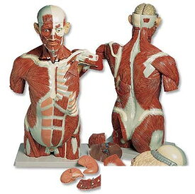 【送料無料】【無料健康相談 対象製品】3B社　トルソー解剖模型 男性筋肉トルソー27分解モデル (va16) 人体模型
