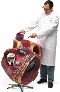 �y���������z�y�������N���k�t�z3B�Ё@�S���͌^�@�S��8�{��W���C�A���g���f�� (vd250) �l�̖͌^