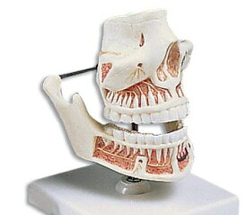 【送料無料】【無料健康相談 対象製品】3B社　歯・口腔模型 成人歯列モデル (ve281) 人体模型