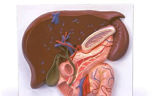 �y���������z�y�������N���k�t�z3B�Ё@������n�͌^�@�\��w�����ӂ̓��ǌn�����[�t���f�� (ve315) �l�̖͌^