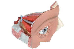 �y���������z�y�������N���k�t�z3B�Ё@���o��̍\���͌^ ���o��̍\��5�{��E11�������f�� (vj500a) �l�̖͌^