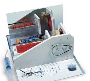 【送料無料】【無料健康相談付】3B社 平衡聴覚器模型(耳模型) 聴覚機能の実証モデル (w16010) 人体模型