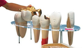 【送料無料】【無料健康相談 対象製品】3B社　歯・口腔模型 歯科形態学シリーズ10倍大・7分解モデル英語 (w42517) 人体模型