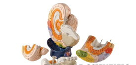 【送料無料】【無料健康相談 対象製品】3B社　脳模型 脳4分解色分けモデル (w42565) 人体模型