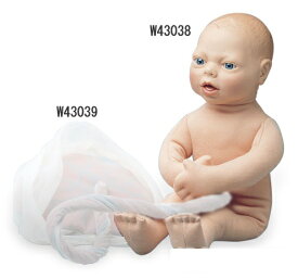 【送料無料】【無料健康相談 対象製品】【特価販売】　3B社　妊娠・胎児模型　成熟胎児モデル　（w43038) 人体模型