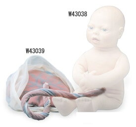 【送料無料】【無料健康相談 対象製品】3B社　妊娠・胎児模型　胎盤と臍帯（W43038用）　（w43039) 人体模型