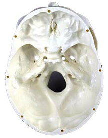 【特価販売】　3B社　頭蓋骨模型 頭蓋標準モデル (a20) 人体模型