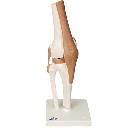 日本スリービー・サイエンティフィック 膝関節モデル（台付） A82(12X12X32CM)