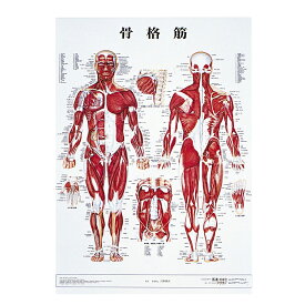 アプライ 人体解剖学チャート（ポスターサイズ） ポスターサイズ・ラミネート版 骨格筋Mラミネートバン