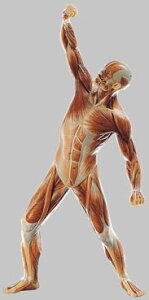 yzyNktz\\ jؓ͌^ 50cm as3 l̖͌^