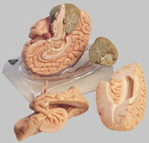 �y���������z�y�������N���k �Ώې��i�z�\���\�� �]�͌^ bs22 �l�̖͌^