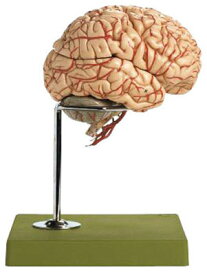 【送料無料】【無料健康相談 対象製品】ソムソ社 動脈付脳模型 bs23/1 人体模型