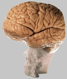 【送料無料】【無料健康相談付】ソムソ社 15分解脳模型 bs25 人体模型