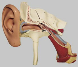 【送料無料】【無料健康相談 対象製品】ソムソ社 耳解剖模型 ds1 人体模型