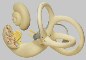 �y���������z�y�������N���k�t�z�\���\�� �����i���H�j�͌^ ds13 �l�̖͌^