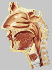 【送料無料】【無料健康相談 対象製品】ソムソ社 鼻腔、口腔と咽喉の正中断面模型 fs4 人体模型