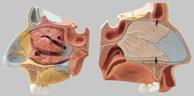 【送料無料】【無料健康相談 対象製品】ソムソ社 鼻腔解剖模型 fs6 人体模型
