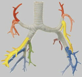 【送料無料】【無料健康相談 対象製品】ソムソ社 気管支分岐模型 hs21/1 人体模型