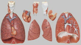 【送料無料】【無料健康相談 対象製品】ソムソ社 肺、心臓、横隔膜、喉頭模型 hs7 人体模型