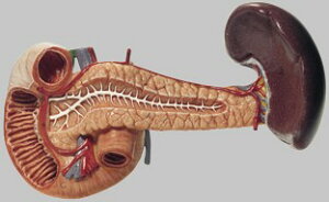 �y���������z�y�������N���k �Ώې��i�z�\���\�� �X���A�\��w���A�B���͌^ js11 �l�̖͌^