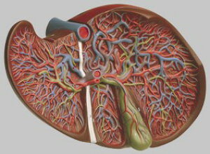 �y���������z�y�������N���k �Ώې��i�z�\���\�� �̑��ƒ_�X�͌^ js8 �l�̖͌^