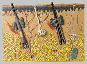 �y���������z�y�������N���k �Ώې��i�z�\���\�� �畆�̒f�ʖ͌^ ks2 �l�̖͌^