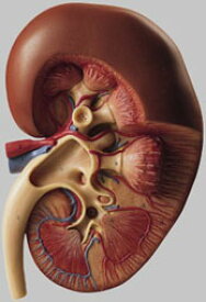【送料無料】【無料健康相談付】ソムソ社 右腎臓模型 ls5 人体模型
