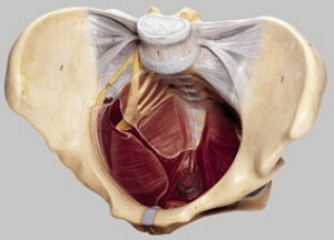 yzyNktz\\ Ֆ͌^ ms10 l̖͌^