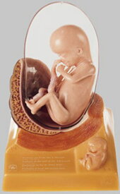 【送料無料】【無料健康相談 対象製品】ソムソ社 三ヶ月目の胎児模型 ms11/3 人体模型