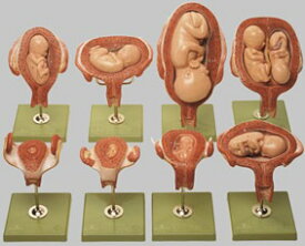 【送料無料】【無料健康相談 対象製品】ソムソ社 妊娠子宮経過模型 ms12 人体模型