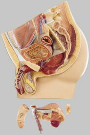 【送料無料】【無料健康相談 対象製品】ソムソ社 男性骨盤の正中断面模型 ms2 人体模型