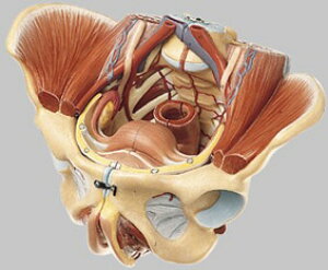 yzyNktz\\ Ֆ͌^ ms8/1 l̖͌^